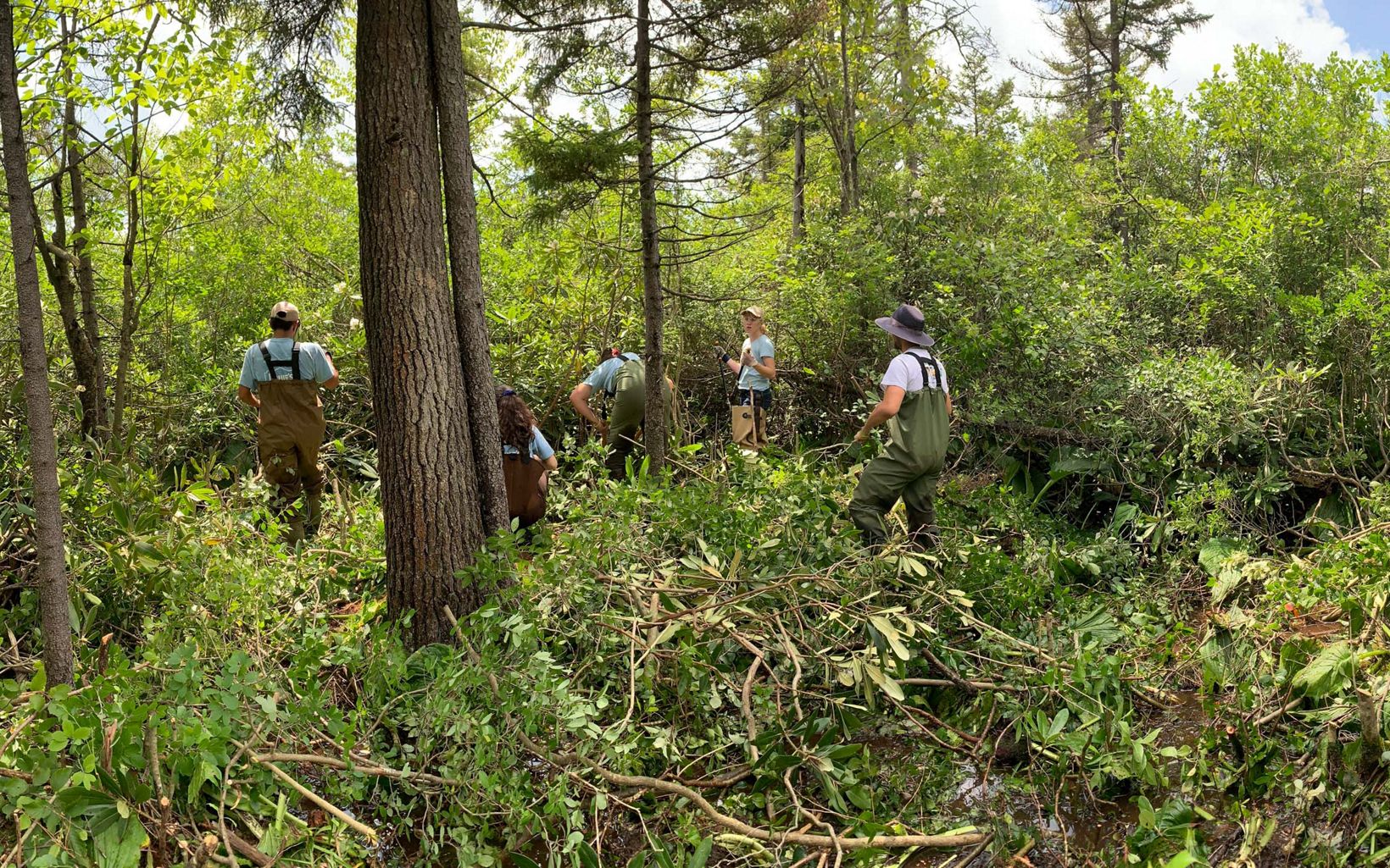 LEAF Interns held clear undergrowth from a stand of larch trees at Maryland's Finzel Swamp Preserve.