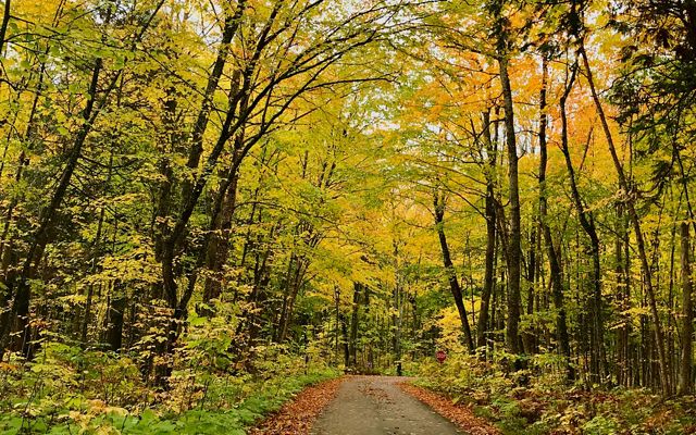 Autumn foliage