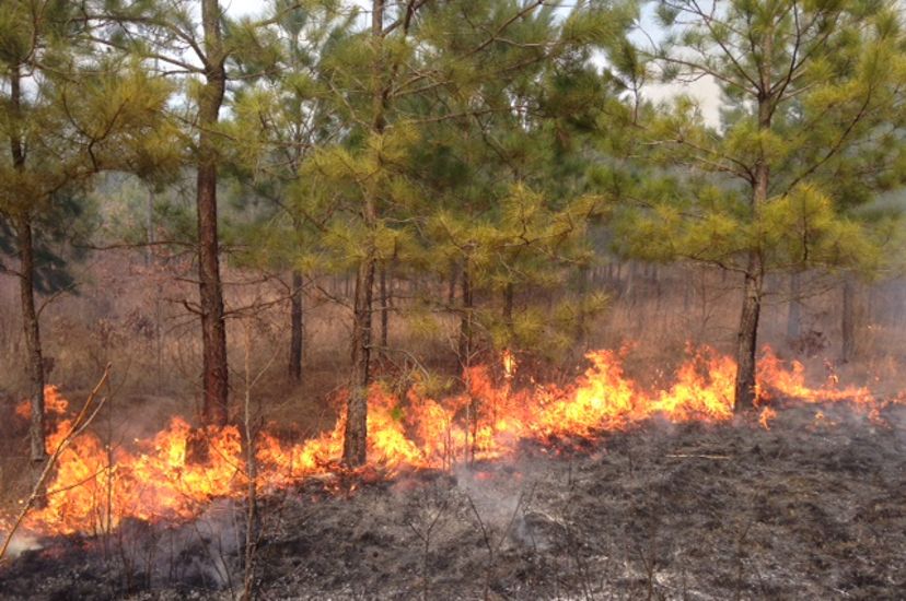 A line of fire burns along the ground at the base of a row of longleaf pine seedlings, leaving a dark patch of bare ground in the foreground.