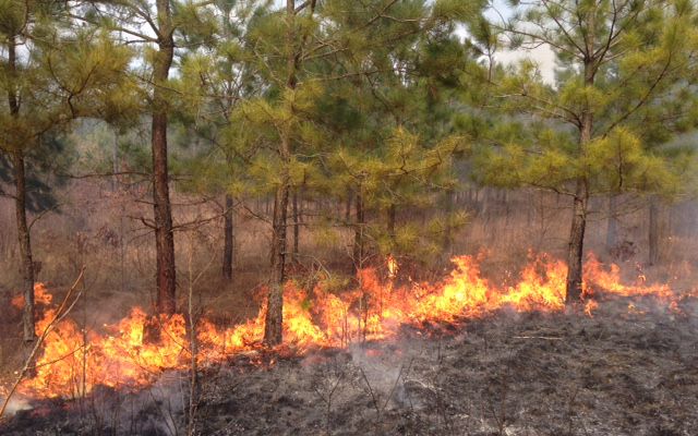 A line of fire burns along the ground at the base of a row of longleaf pine seedlings, leaving a dark patch of bare ground in the foreground.