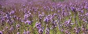 A sea of bright purple flowers paints the landscape each August in southern Maine grasslands.