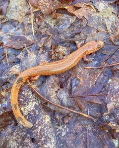 A light brown salamander sits on a pile of wet brown leaves.