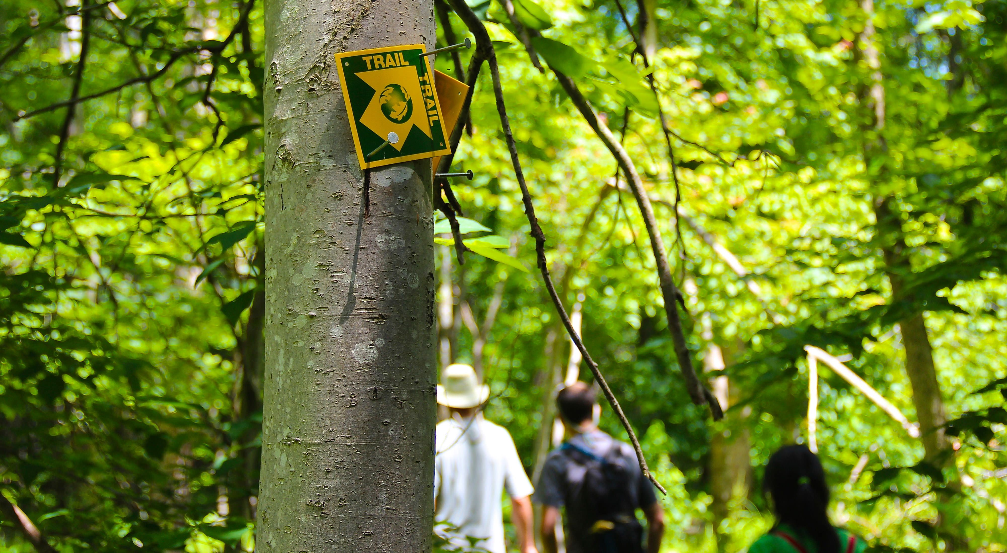 A yellow and green trail blaze is nailed to the trunk of a tree. Three people are walking along the forested trail in the background.