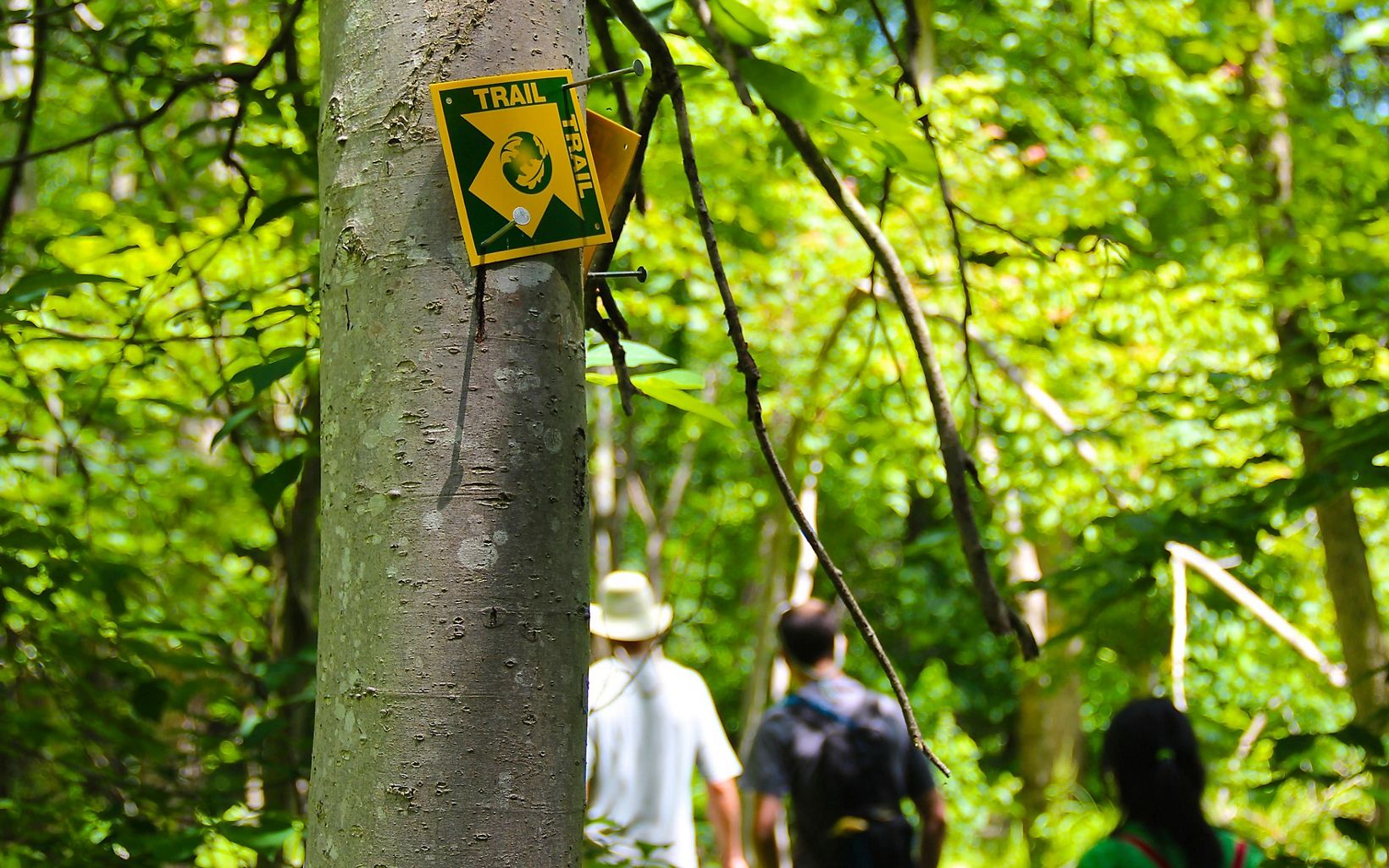 A yellow and green trail blaze is nailed to the trunk of a tree. Three people are walking along the forested trail in the background.