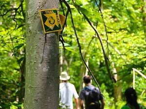 Three people hike together through Fraser Preserve. In the foreground a yellow-and-green TNC trail blaze is nailed to the trunk of a narrow tree, marking the way forward.