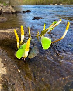 A pant with yellow tubes and green leaves grows out of a river.