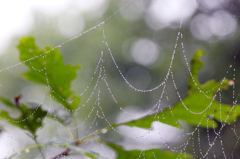 Tiny raindrops dot a large spider web spun between the branches of a leafed out oak tree.