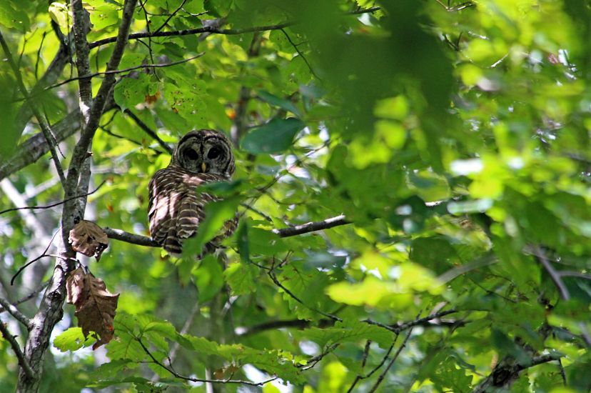 An owl sits on a branch high up in a tree almost obscured by green leaves.