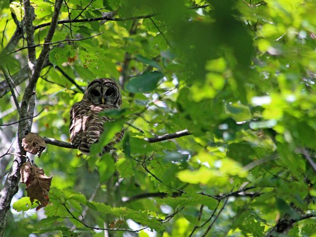 A gray and white owl perches on a branch, peering out from behind thick green foliage.