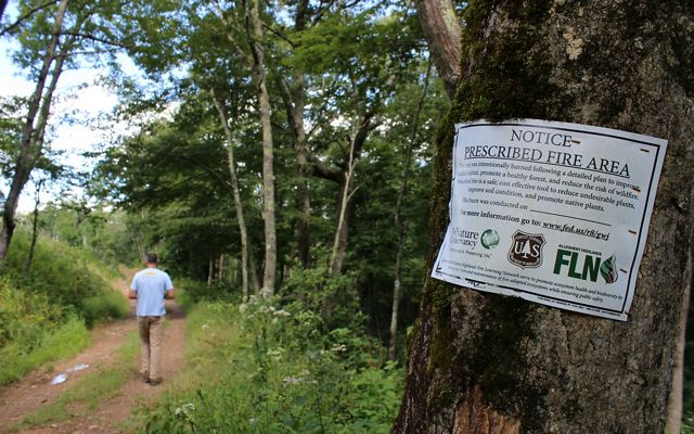 A sign reading Notice - Prescribed Fire Area is nailed to a tree in the foreground. In the background a man walks along a wide mountain trail under tall oak and pine trees.
