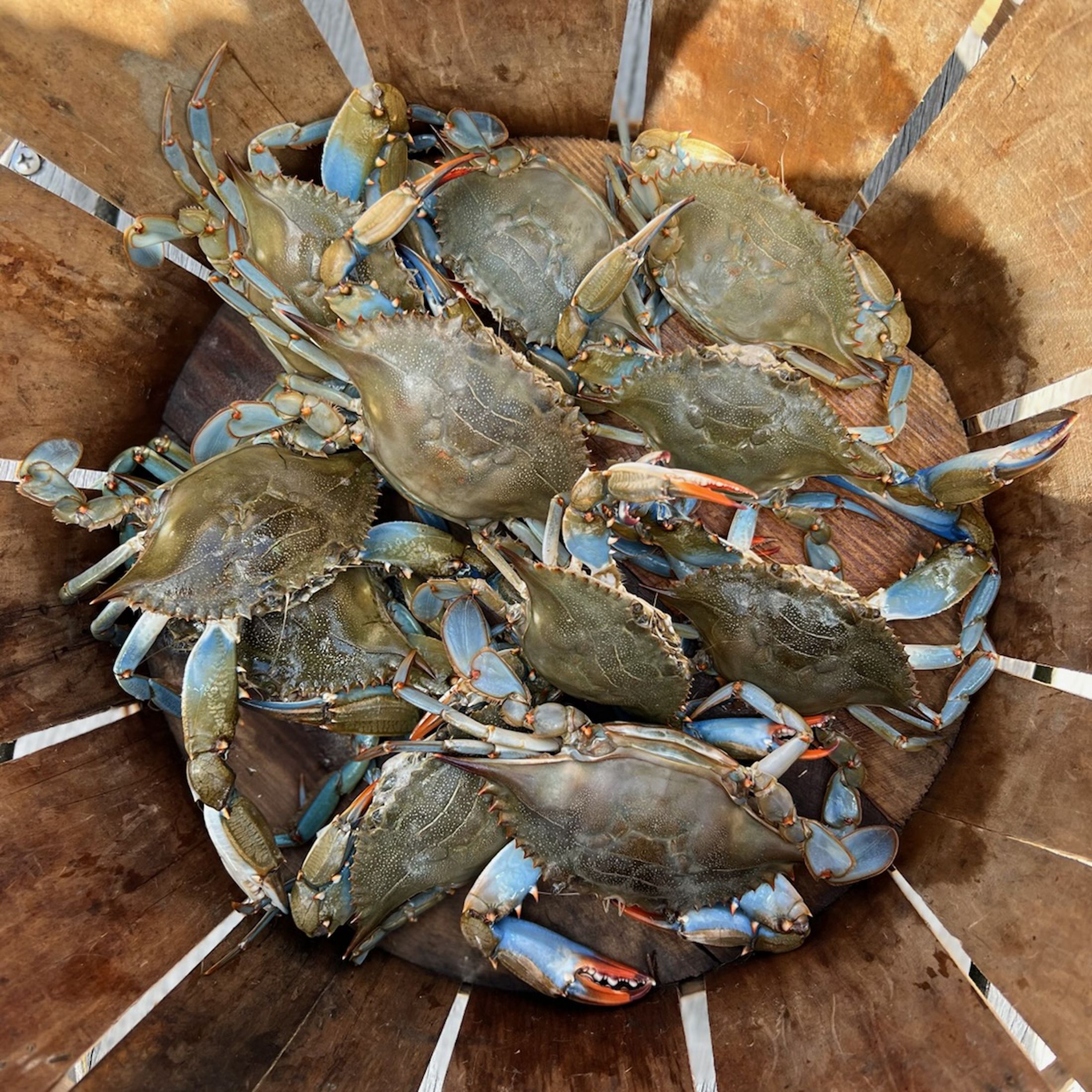 Basket filled with blue crabs.