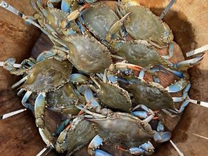 Blue crabs in a basket. 