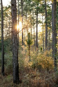 A dense forest of pine trees and brush.