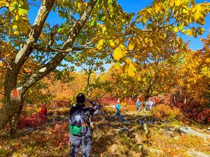A group of people walk through a forest with brightly colored orange, yellow, and red fall leaves.