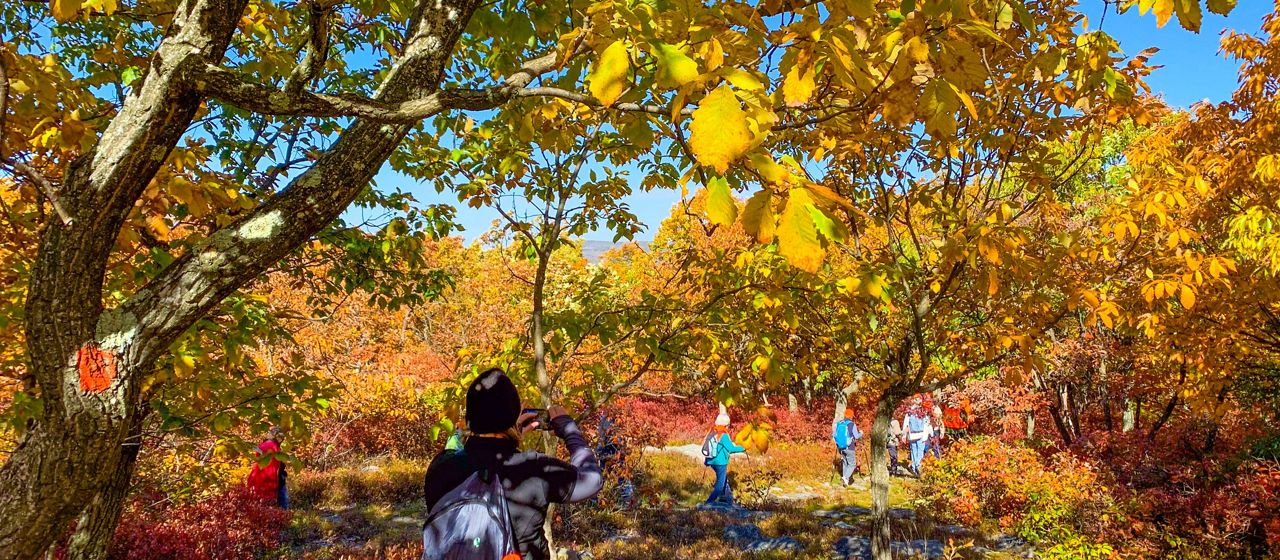 A group of people walk through a forest with brightly colored orange, yellow, and red fall leaves.