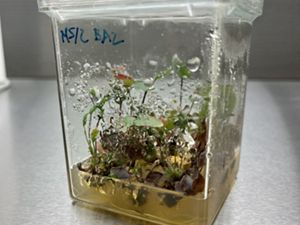 A plant specimen grows in a moist container.