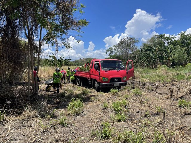 A group of men unload mangrove tree saplings for planting in an open area of forest. 