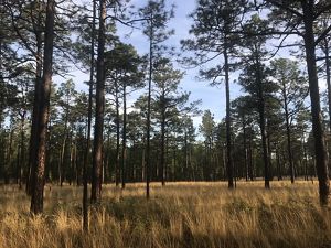 Photo of North Carolina longleaf pine forest.