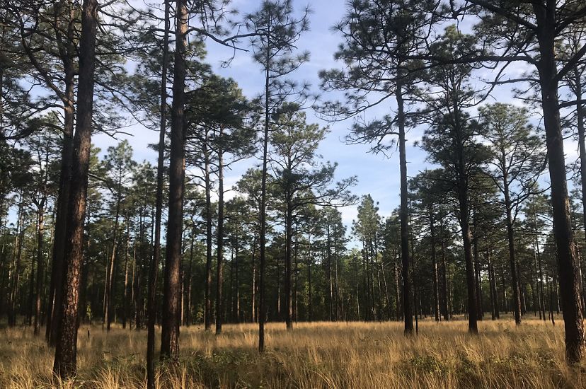 Photo of North Carolina longleaf pine forest.