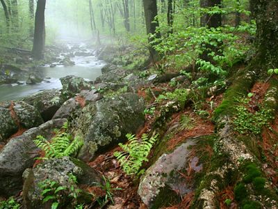 A creek flowing through a rocky stream bed surrounded by a green forest in the fog. 