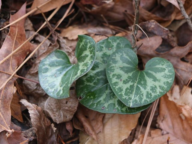 A plant with green heart-shaped leaves sits in a backdrop of leaf litter.