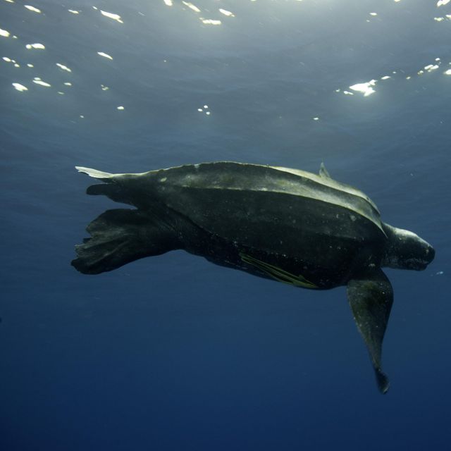 Leatherback turtle swimming in the ocean.