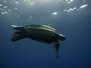 Leatherback turtle swimming in ocean.