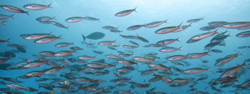 A large school of fish swimming above a coral reef.