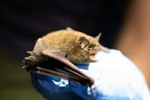 A small brown bat.