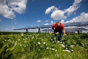 A person bends over in a field to look at plants; solar panels are behind the person.