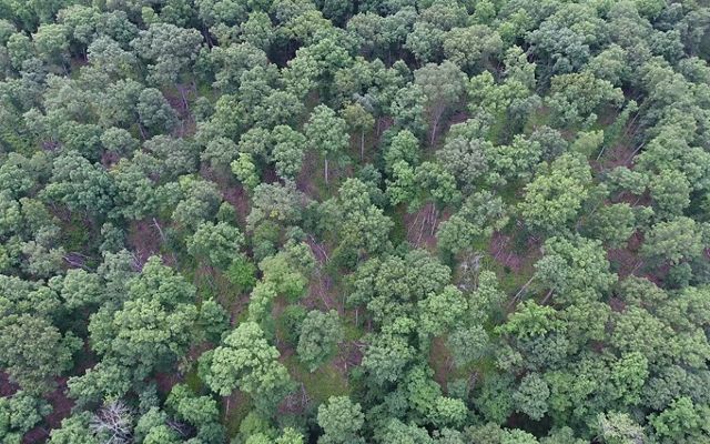 Aerial view of recently thinned forest in Indiana.