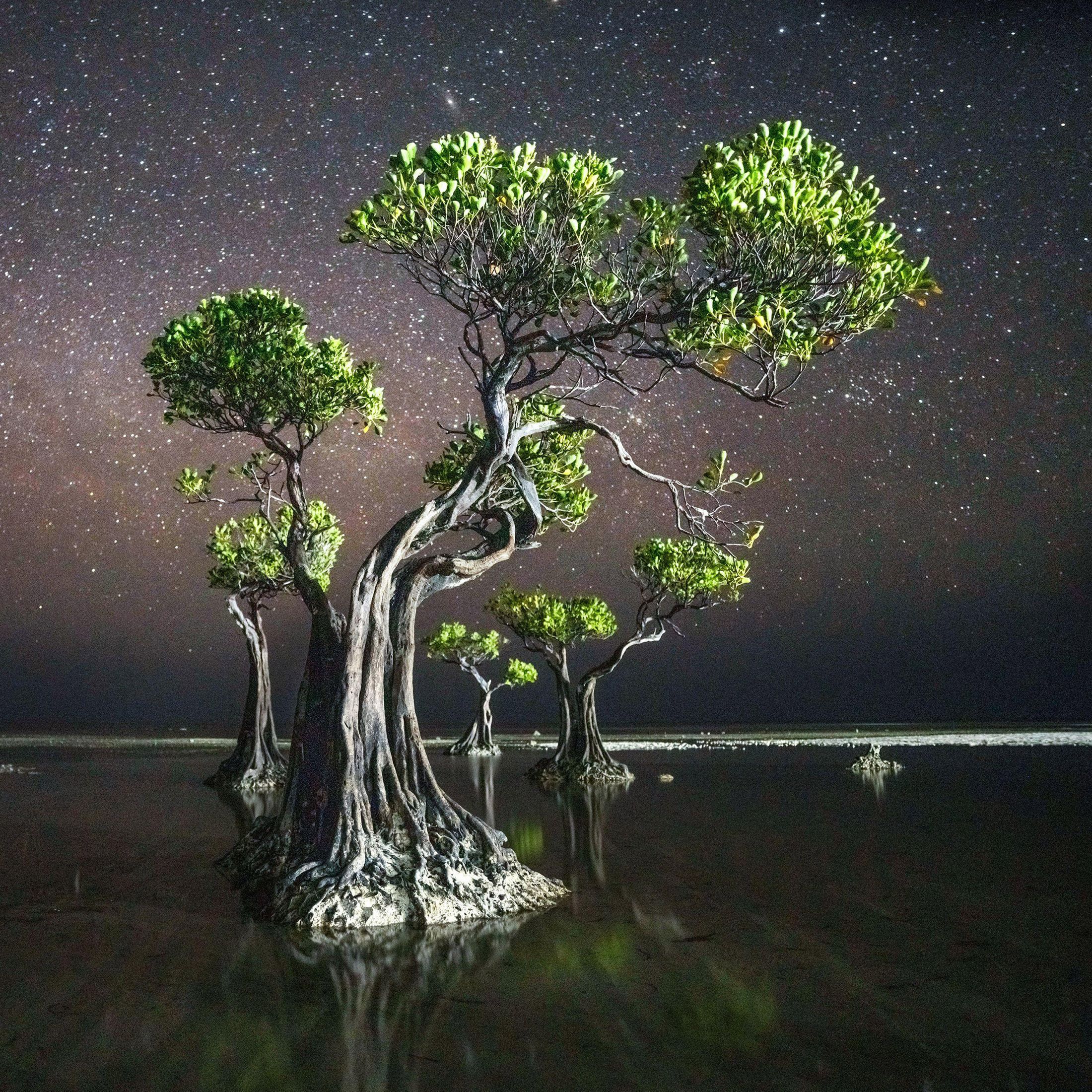 Nighttime photo of mangroves in water, with stars in the sky.