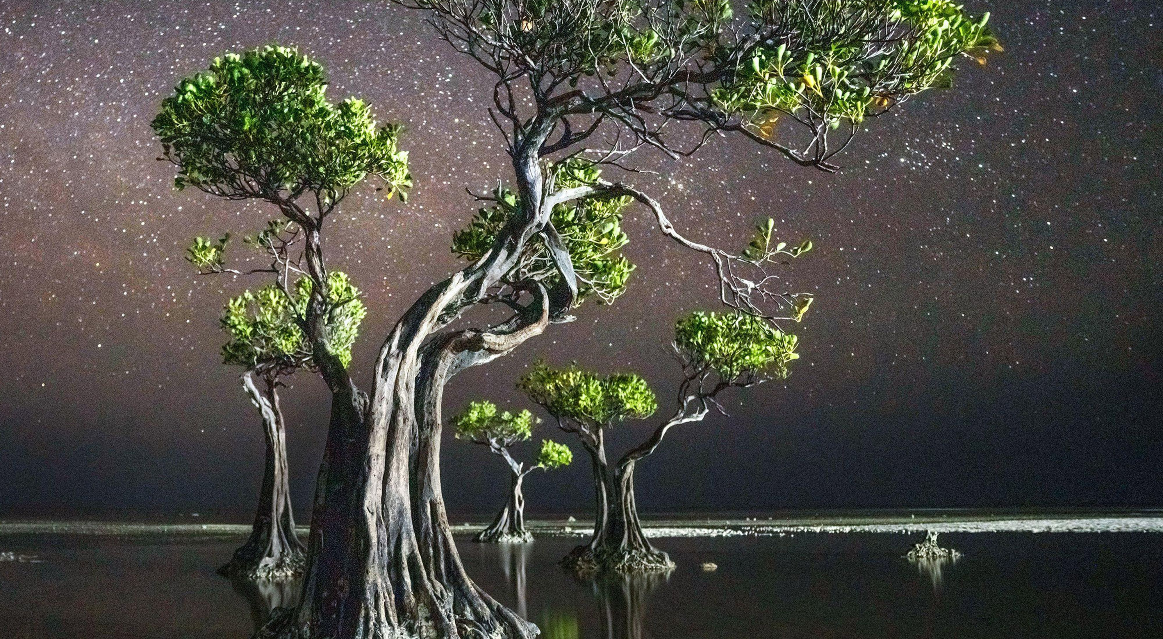 Mangrove trees on Walakiri Beach in Indonesia against the night sky