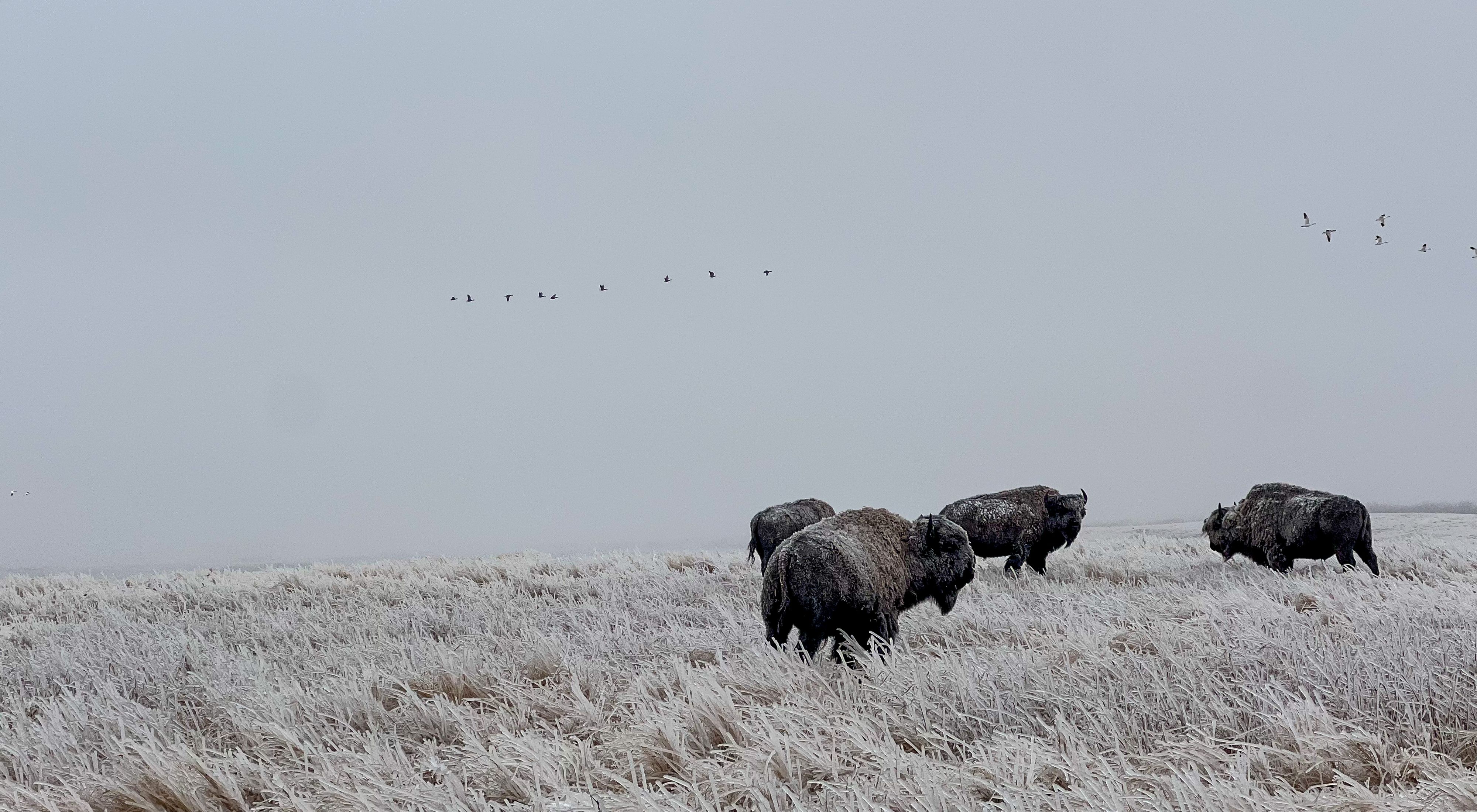 Bison in an ice storm on the prairie.