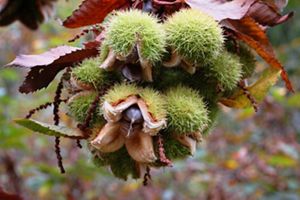 A chestnut grows on the branch of a tree.