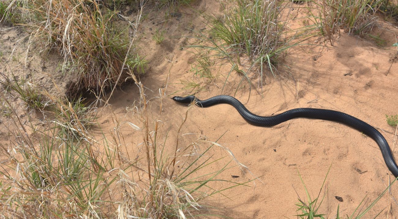 An eastern indigo snake slithers on sand toward the opening of a gopher tortoise burrow.