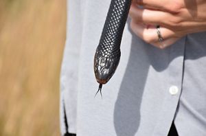 An eastern indigo snake.