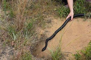 An eastern indigo snake.