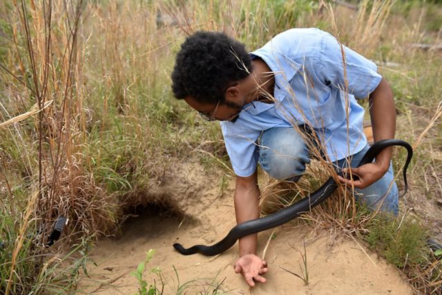 A person releases an Eastern indigo snake into a gopher tortoise burrow.