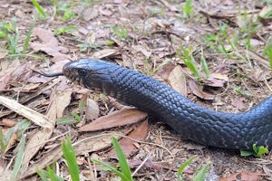blue indigo snake texas poisonous