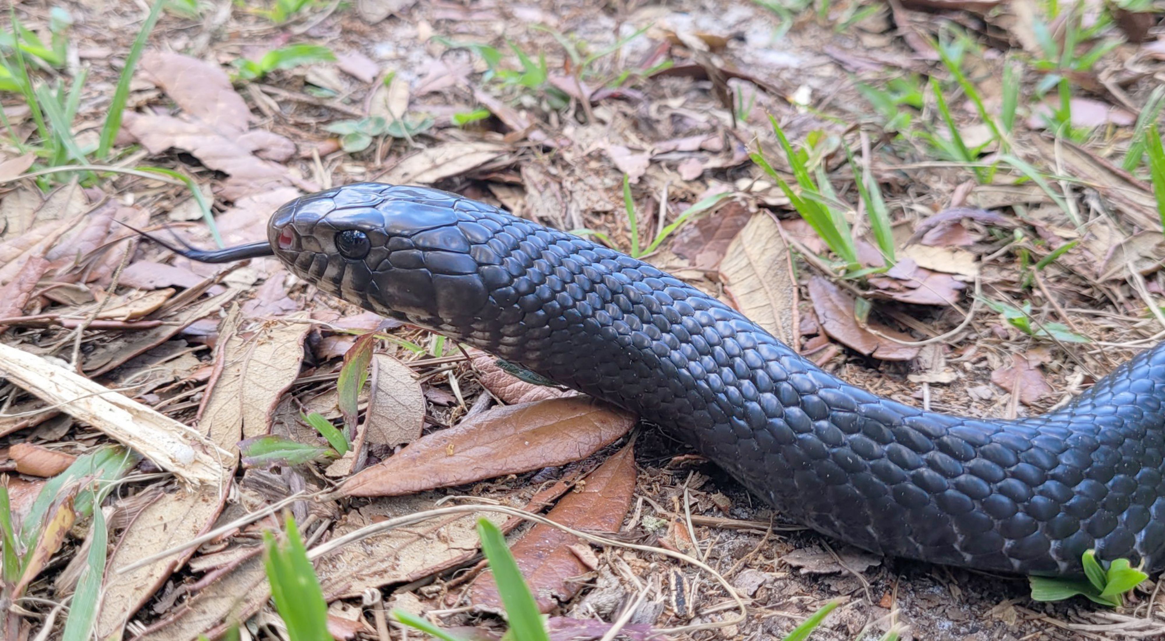 Closeup of an Eastern indigo snake crawling on the ground. 