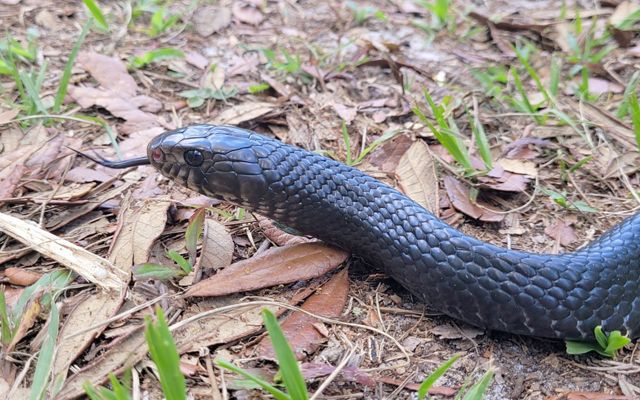 Closeup of an eastern indigo snake slithering across the ground.