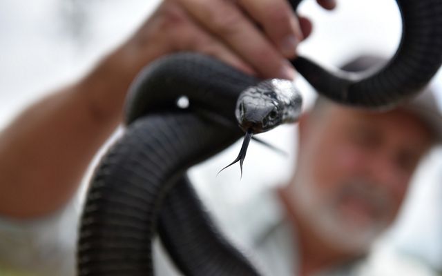 An Eastern indigo snake is held up to remove it from its bag to release into its native habitat.