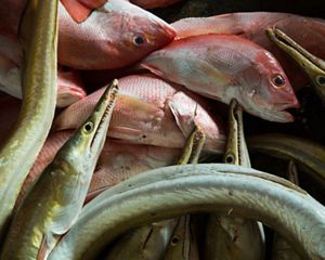 Fish for sale at market in Indonesia