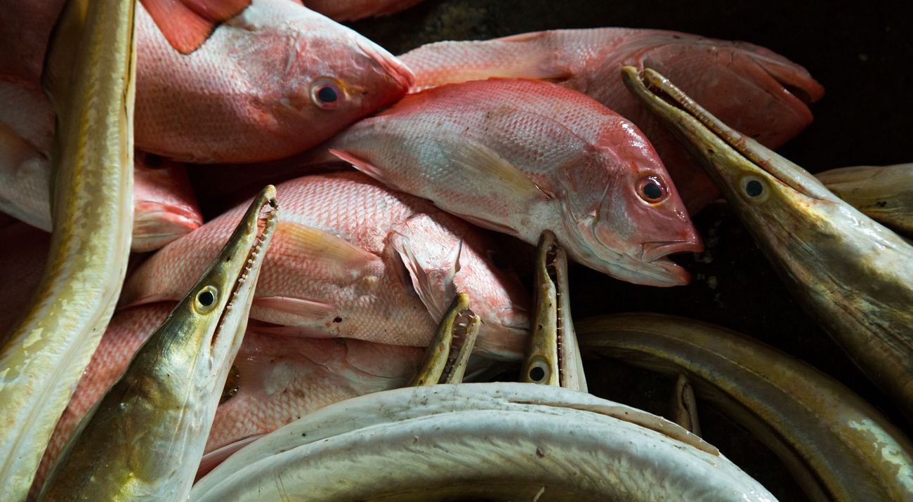 Closeup of several caught fish piled on top of one another.