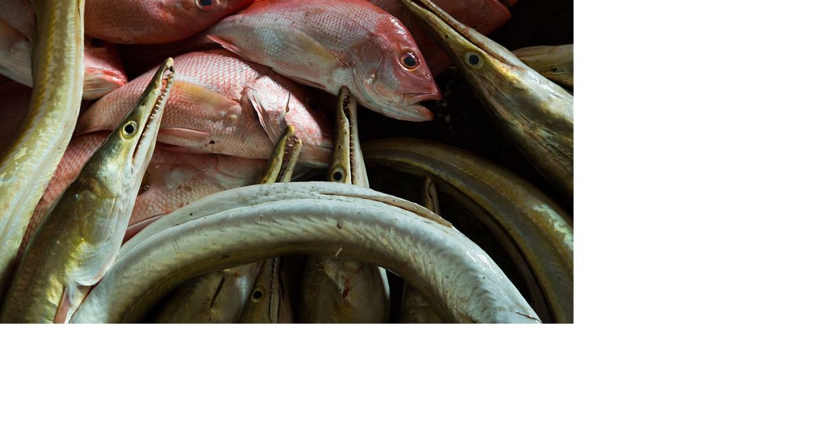 Indonesia Fisheries indonesia fisheries