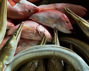 Closeup of several caught fish piled on top of one another.
