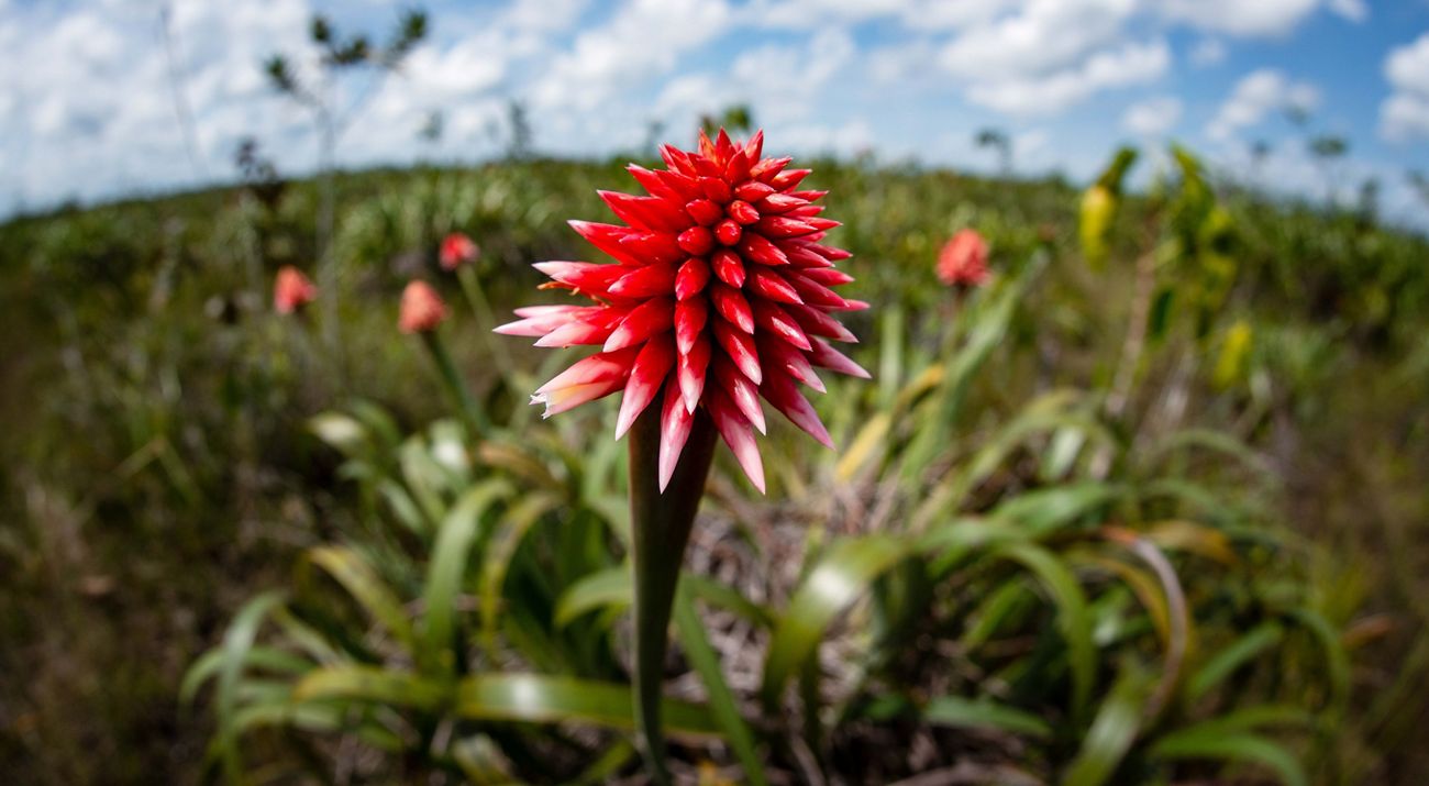 A spiky red flower, the inridia flower.