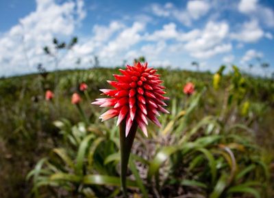 A spiky red flower, the inridia flower.