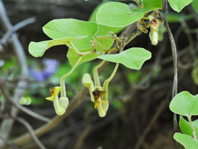 Light green vine with small flowers.